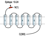 Anti-Prokineticin Receptor 1 (extracellular) Antibody