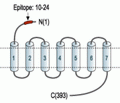 Prokineticin Receptor 1 (extracellular) Blocking Peptide