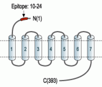 Prokineticin Receptor 1 (extracellular) Blocking Peptide