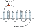 Anti-Prokineticin Receptor 2 (extracellular) Antibody