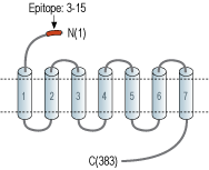 Anti-Prokineticin Receptor 2 (extracellular) Antibody