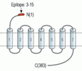 Prokineticin Receptor 2 (extracellular) Blocking Peptide