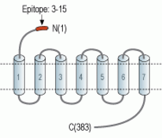 Prokineticin Receptor 2 (extracellular) Blocking Peptide