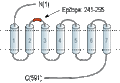 Anti-PTH1R (extracellular) Antibody