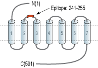 Anti-PTH1R (extracellular) Antibody