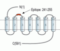 PTH1R (extracellular) Blocking Peptide