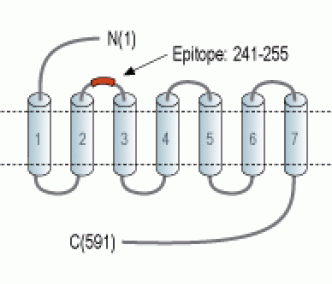 PTH1R (extracellular) Blocking Peptide