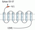 PTH2R (extracellular) Blocking Peptide