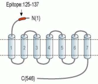 PTH2R (extracellular) Blocking Peptide