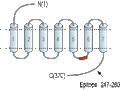 Anti-PrRP Receptor (GPR10) Antibody