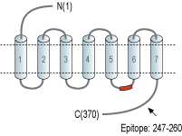 Anti-PrRP Receptor (GPR10) Antibody