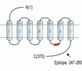 PrRP Receptor/GPR10 Blocking Peptide