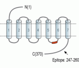 PrRP Receptor/GPR10 Blocking Peptide
