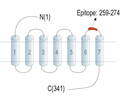 Platelet-activating factor receptor (extracellular) Blocking Peptide