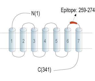 Platelet-activating factor receptor (extracellular) Blocking Peptide