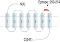 Anti-Platelet-activating factor receptor (extracellular) Antibody