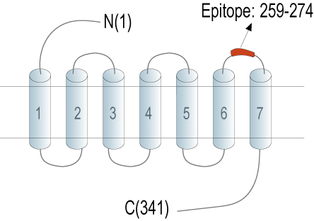 Anti-Platelet-activating factor receptor (extracellular) Antibody