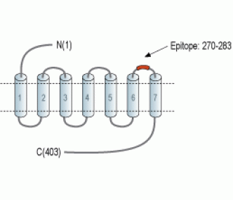 CRTH2/GPR44 (extracellular) Blocking Peptide