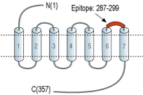 Anti-Prostaglandin E Receptor EP2/PTGER2 (extracellular) Antibody