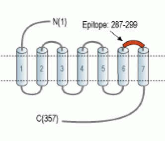 Prostaglandin E Receptor EP2/PTGER2 (extracellular) Blocking Peptide