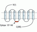 Prostaglandin E Receptor EP3/PTGER3 Blocking Peptide