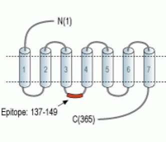 Prostaglandin E Receptor EP3/PTGER3 Blocking Peptide