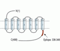 Prostaglandin E Receptor EP4/PTGER4 Blocking Peptide