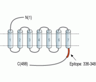 Prostaglandin E Receptor EP4/PTGER4 Blocking Peptide