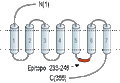 Anti-Prostaglandin F2-α Receptor/PTGFR Antibody