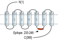 Anti-Prostaglandin F2-α Receptor/PTGFR Antibody