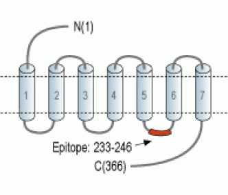 Prostaglandin F2-α Receptor/PTGFR Blocking Peptide