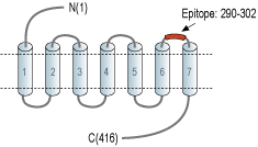Anti-Prostacyclin Receptor (PTGIR) (extracellular) Antibody