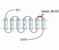 Prostacyclin Receptor/PTGIR (extracellular) Blocking Peptide