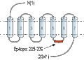 Anti-Thromboxane A2 Receptor Antibody