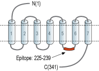 Anti-Thromboxane A2 Receptor Antibody