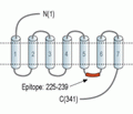 Thromboxane A2 Receptor Blocking Peptide