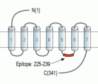 Thromboxane A2 Receptor Blocking Peptide