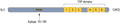Anti-PEX5L (TRIP8b) Antibody