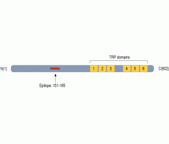 PEX5L/TRIP8b Blocking Peptide