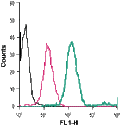 Anti-Plexin-A1 (extracellular)-FITC Antibody
