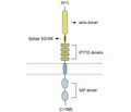 Plexin-A1 (extracellular) Blocking Peptide