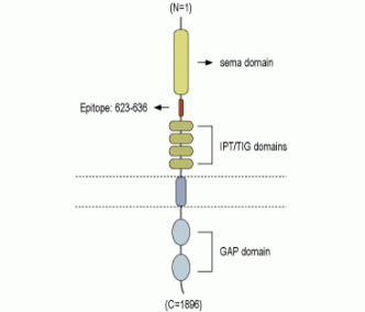 Plexin-A1 (extracellular) Blocking Peptide