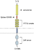 Anti-Plexin-A1 (extracellular) Antibody