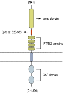 Anti-Plexin-A1 (extracellular) Antibody