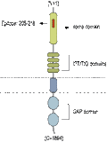 Anti-Plexin-A2 (extracellular) Antibody
