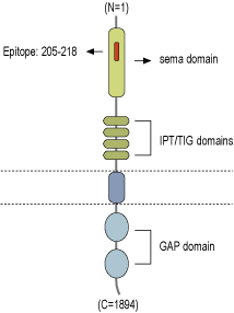 Anti-Plexin-A2 (extracellular) Antibody