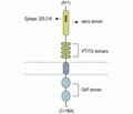 Plexin-A2 (extracellular) Blocking Peptide