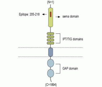 Plexin-A2 (extracellular) Blocking Peptide