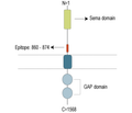 Plexin-C1 (extracellular) Blocking Peptide