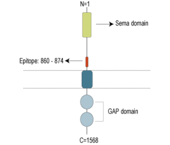 Plexin-C1 (extracellular) Blocking Peptide